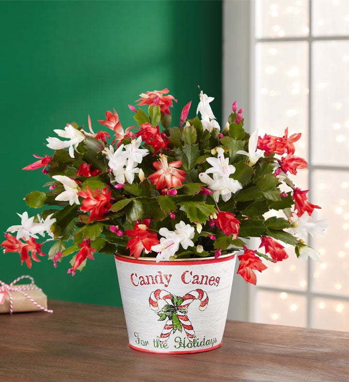 Candy Cane Christmas Cactus